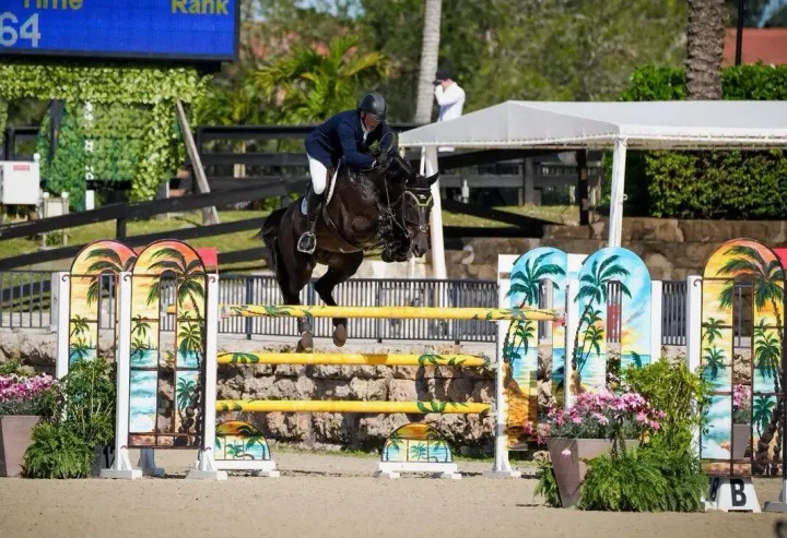 Balous Diamond, Westphalian breeding stallion