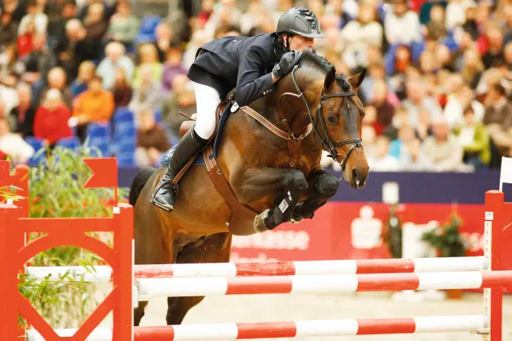 Captain Fire, Holsteiner breeding stallion