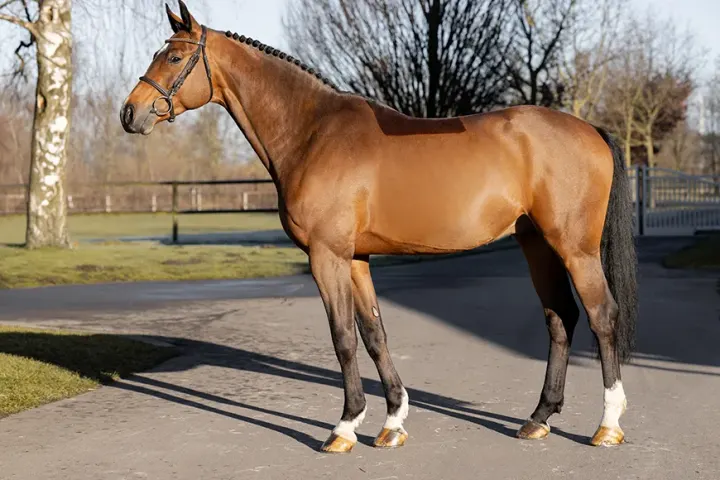 Charité, Westphalian breeding stallion