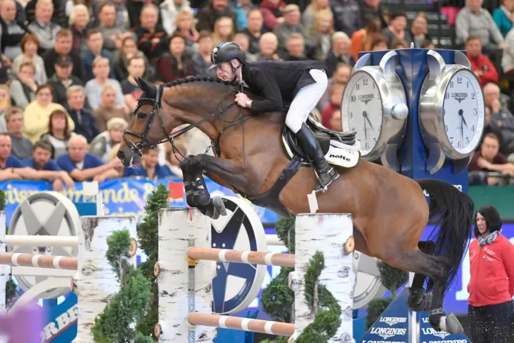 Comme il faut, Westphalian breeding stallion