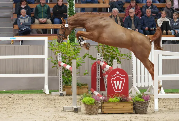 Emerthago, Westphalian breeding stallion