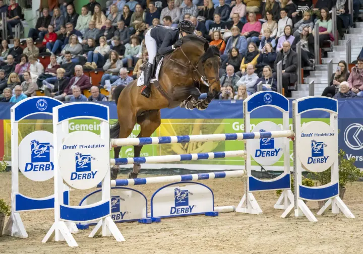 Chellci Orange L, Belgian Warmblood breeding stallion