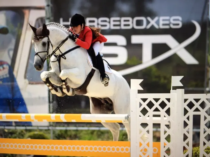 Congress, Oldenburg breeding stallion