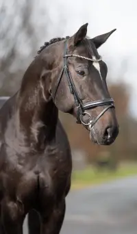Balous Diamond, Foto 2