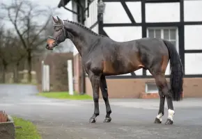 Cornet Royal, Foto 5