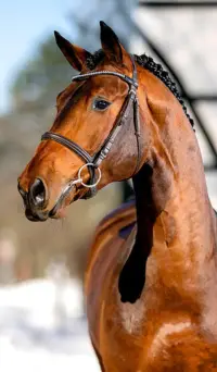 Chellci Orange L, Foto 2