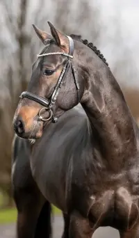 Cornet Royal, Foto 2