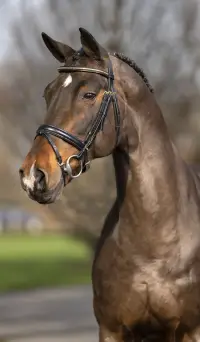 Balous Bellini, Foto 2