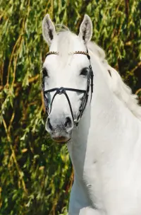 Cornet Obolensky, Foto 5