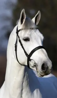 Cornet Obolensky, Foto 2