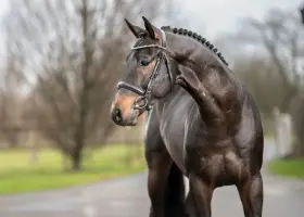 Cornet Royal, Foto 6